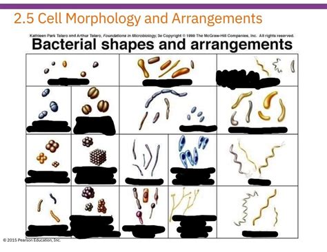 Bacteria Shapes Arrangements Diagram Quizlet