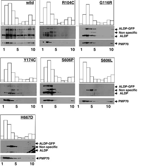 Subcellular Localization Of Wild Type And Mutant Adrenoleukodystrophy