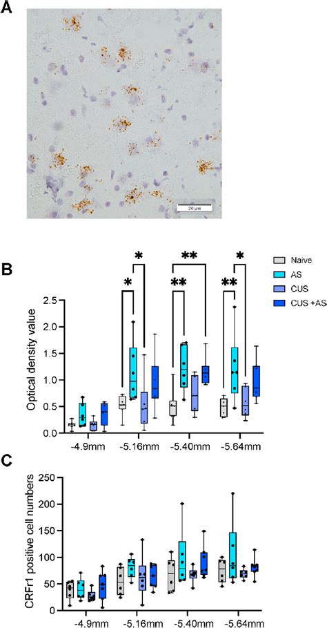 CRFr1 MRNA Expression In The VTA A Representative Image From The VTA