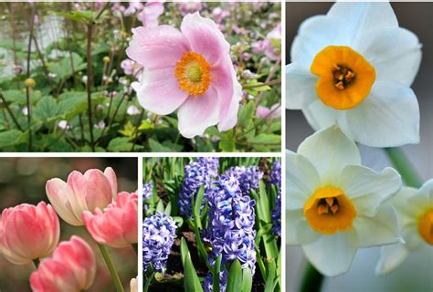 Spring Flowers Workshop - Yorkshire Dales National Park : Yorkshire ...