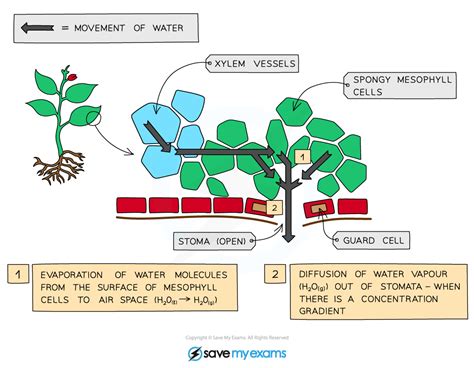 Edexcel Igcse Biology Water Movement In Flowering Plants