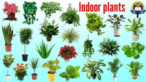 Indoor Plants In English With Picture Indoor Plants Name Plants