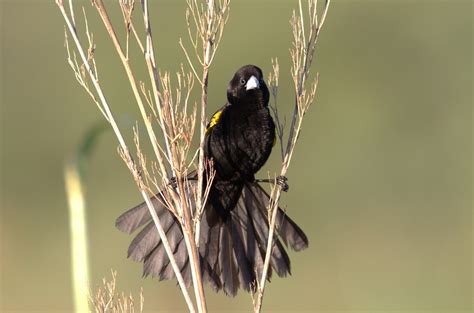 White Winged Widowbird Euplectes Albonotatus At Zaagkuil Flickr