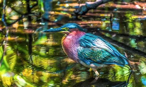 Green Heron A Z Animals