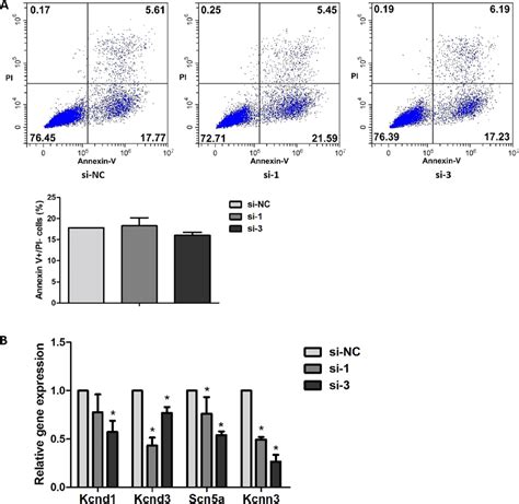 Effect Of Mmu Circ Knockdown On The Apoptosis And Expression Of