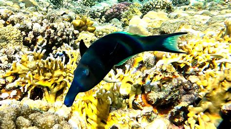 Green Birdmouth Wrasse Gomphosus Caeruleus Agile Male Explores Corals