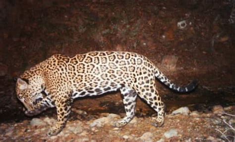 Only Known US Jaguar Shown In Video Roaming Arizona Mountains Engoo