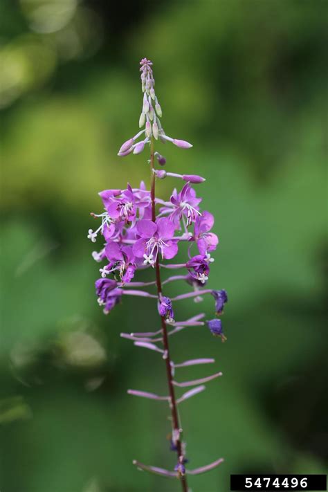 Fireweed Chamerion Angustifolium