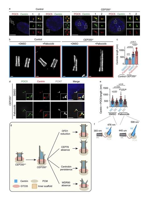 Jcellbiol On Twitter Image Shows How Centriole Elongation Block After