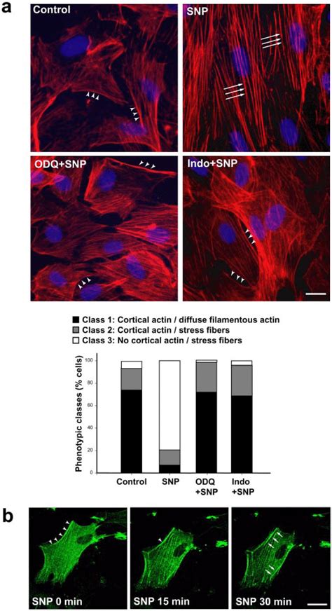 NO Promotes Actin Cytoskeleton Remodeling In Cultured Tanycytes And