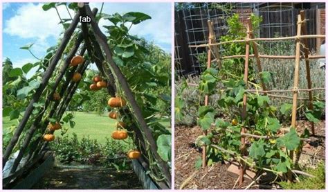 How To Build A Squash Arch Squash Trellis Garden Boxes Raised