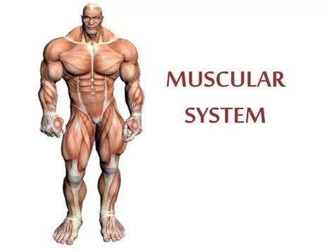 Ppt Muscular System Powerpoint Presentation Free Download Id2351156