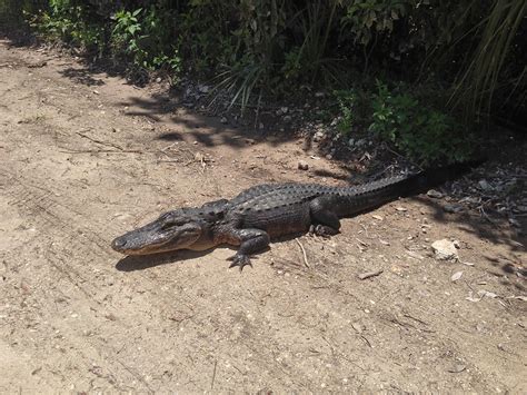 Are There Alligators In The Florida Keys