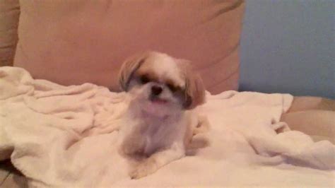 Peanut The Shih Tzu Barking Youtube