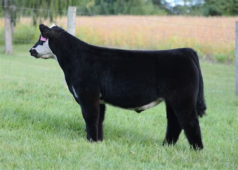 Executive Sires Inc Da Lin Show Cattle Stellar No Worries Steer