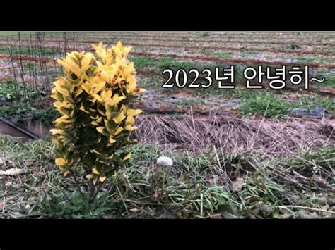 할머니 브이로그 아쉬움도 미련도 파도에 실어보내는 2023년 12월 31일 YouTube