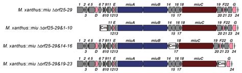 Molecules Free Full Text Heterologous Biosynthesis Of Myxobacterial