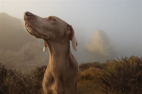 Weimaraner vs. Vizsla… What's the Difference?