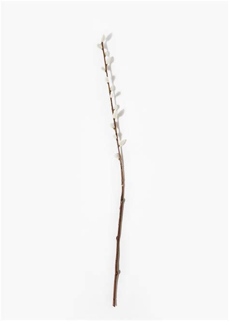 Single Pussy Willow Stem 65cm Matalan