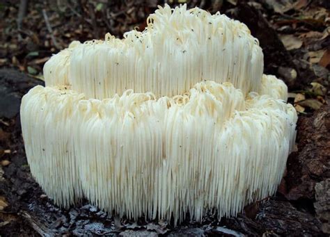 Li To Kar Iai Monkey Head Lions Mane Hericium Erinaceus R Stams