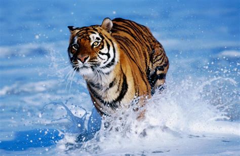 Water Tiger Wallpapers - Wallpaper Cave