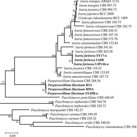 Ml Tree Inferred From Concatenated Its S Its Rdna And B Tubulin