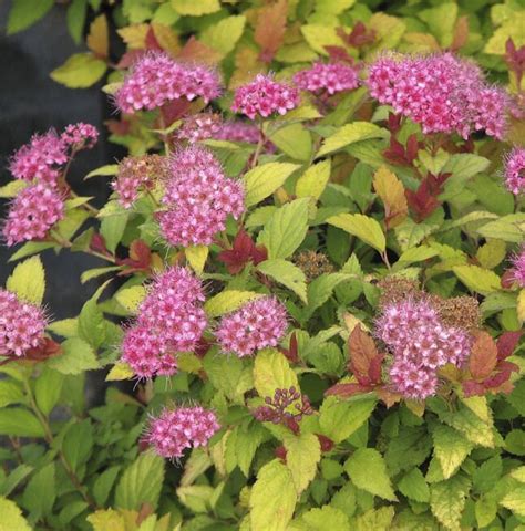 Spiraea Japonica Goldflame Thompsons Plants Garden Centres