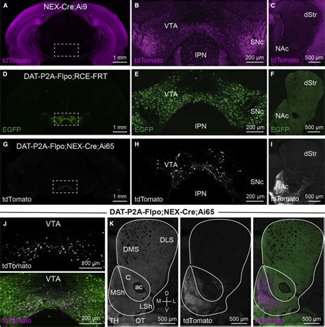 Generation Of A DAT P2A Flpo Mouse Line For Intersectional Genetic