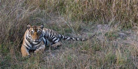 Ultimate Tiger Safari Tour - Indian Wildlife Safari Package