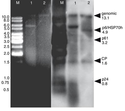 Analysis of dsRNAs isolated from two pineapple plants (lanes 1 and 2 ... 