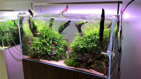 Cm Aquascape Layout Concave Composition With Riverwood Youtube