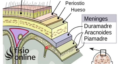 Meninges Qu Es Ubicaci N Funci N Y Lesiones