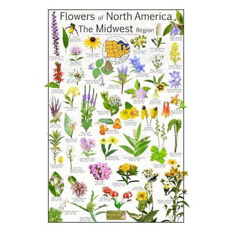 Flower Identification Poster Etsy