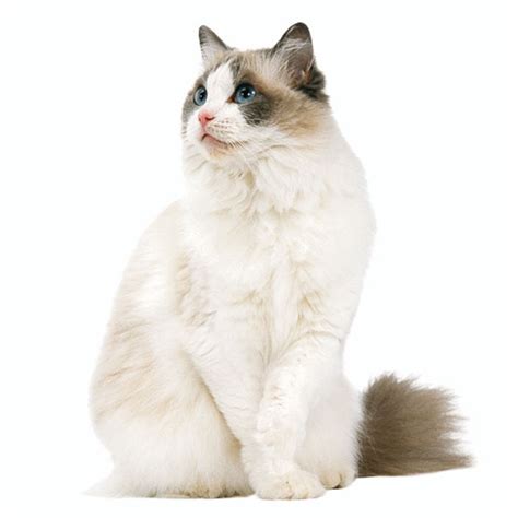 Ragdoll Karakter Van De Ragdoll Royal Canin