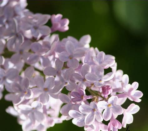 Lovely Lilacs Flowers Lovely Purple Lilacs Hd Wallpaper Peakpx