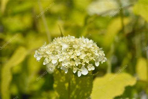 Hortensia Lisa Flores De Annabelle Nombre Latino Hydrangea