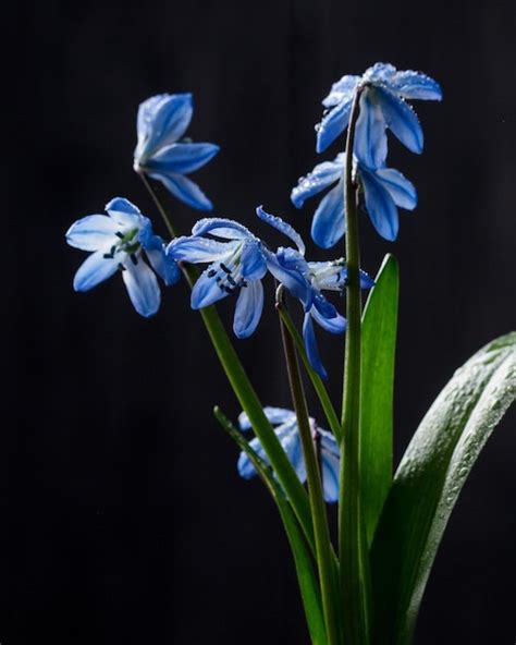 Premium Photo Snowdrops Flowers In A Vase