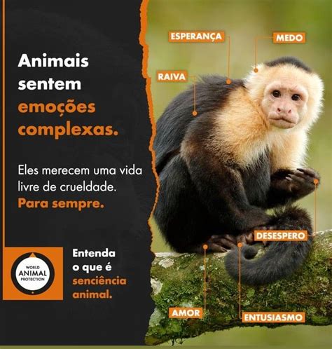 Pin Von Maria Cunha Auf Pets Fofuras