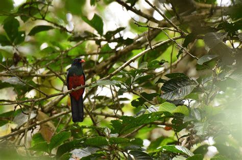 Bird Watching Tour at Pipeline Road – Panama Road Trips