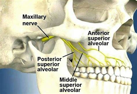 Pin By Amy Izquierdo On Odontolog A Dental Hygiene Student Dental