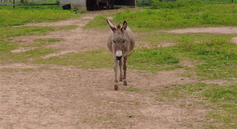 Tricase Ancora Aggressioni Al Bestiame Di Un Agriturismo