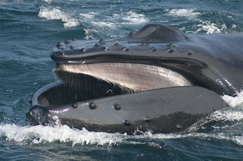 Killer Whale Teeth Size