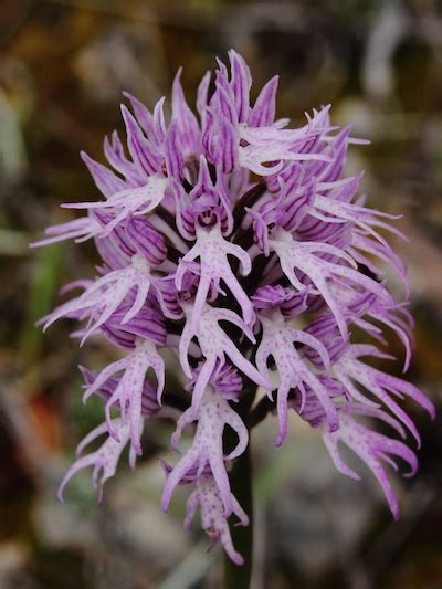 Facts About The Hanging Naked Man Orchid