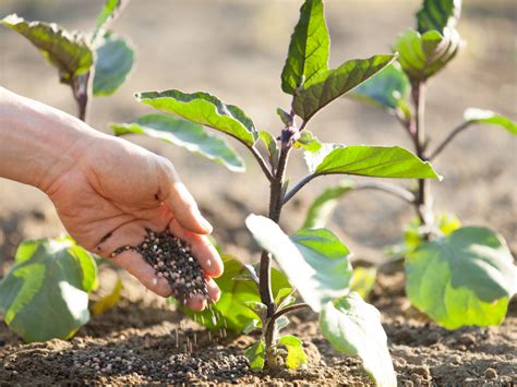 When Should You Fertilize Your Vegetable Garden Lettuce Grow Something