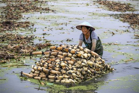 江苏泰州：莲藕丰收采摘忙 搜狐大视野 搜狐新闻