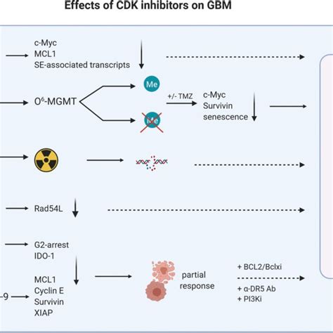 (PDF) Cyclin-dependent kinase inhibitors in head and neck cancer and ... 