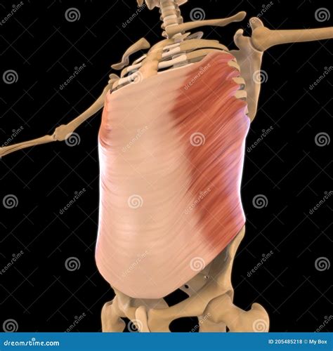 Abdominal External Oblique Muscle Anatomy For Medical Concept 3d Illustration Stock Illustration