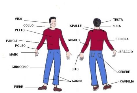 Diagramma Il Corpo Umano Inglese Quizlet