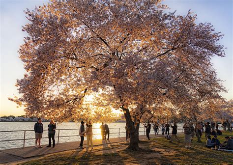 Cherry Blossoms on the Mall — Trust for the National Mall