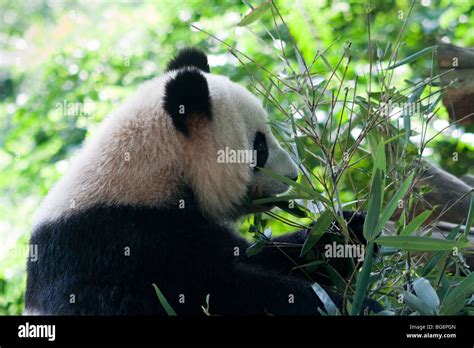 Panda Gigante En Chengdu Base De Investigaci N De Cr A De Panda Gigante